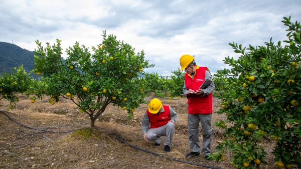 國網(wǎng)臺州市黃巖區(qū)供電公司：鋪展振興新藍(lán)圖 擦亮共富“甜蜜果”